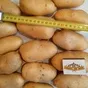 продаем крупный картофель. в Брянске 8