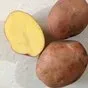 продаем крупный картофель. в Брянске