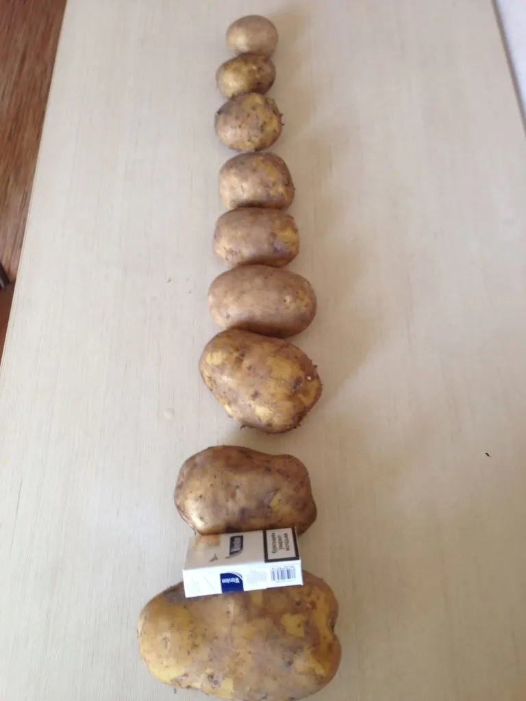 продаем крупный картофель. в Брянске 4