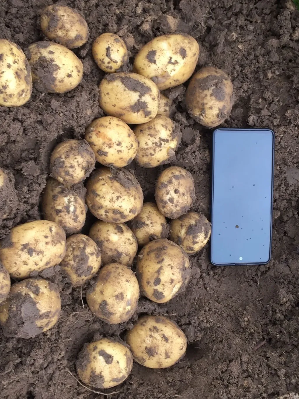 картофель молодой  урожай 2022г. в Брянске