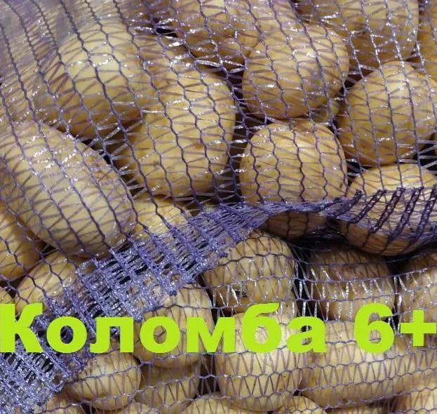 картофель 5+ оптом от производителя  в Брянске и Брянской области
