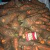 морковь крупный лом и не стандарт  в Брянске