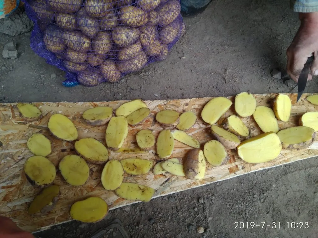 картофель чистый, оптом напрямую от КФХ в Брянске 4