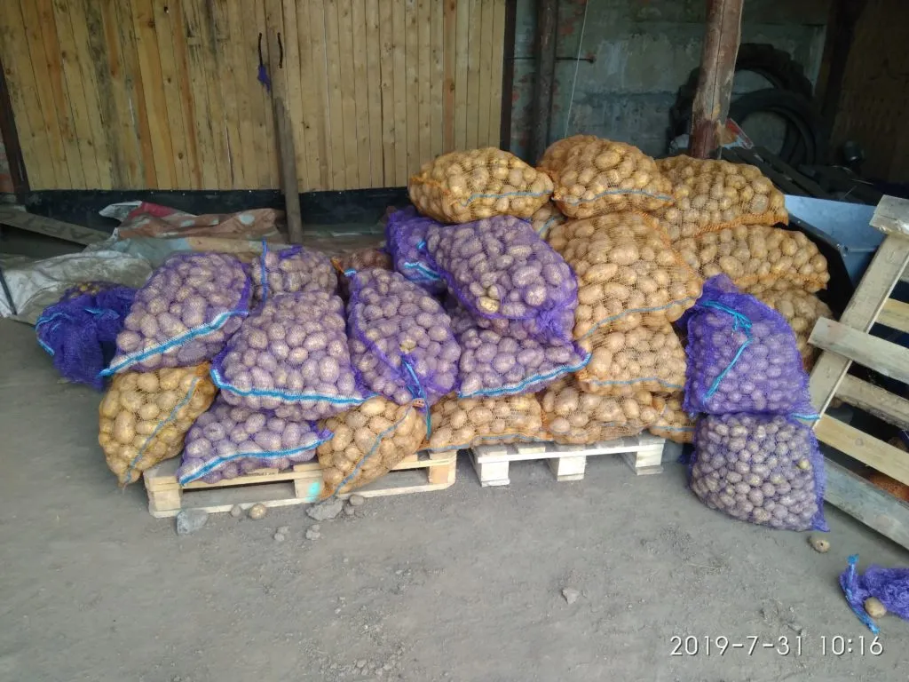 картофель чистый, оптом напрямую от КФХ в Брянске