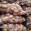 картофель, поставляем на экспорт. в Брянске 2