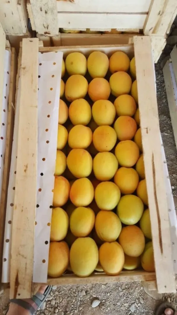 абрикосы из Узбекистана в Брянске