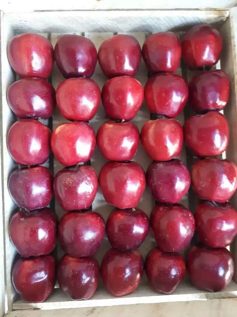 яблоки оптом от поставщика с доставкой в Брянске