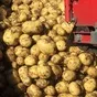 картофель молодой  урожай 2022г. в Брянске 2