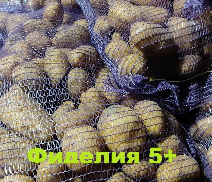 картофель 5+ оптом от производителя  в Брянске и Брянской области 5