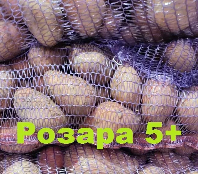 картофель 5+ оптом от производителя  в Брянске и Брянской области 3