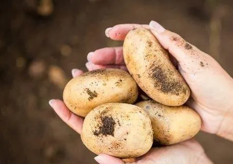 картофель 6+ оптом от производителя  в Брянске и Брянской области 2