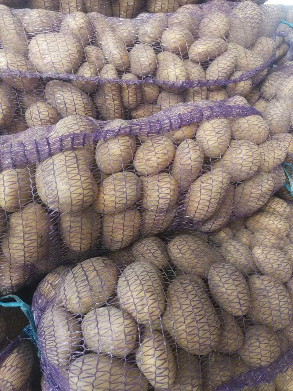 оптовая продажа крупного картофеля в Брянске и Брянской области