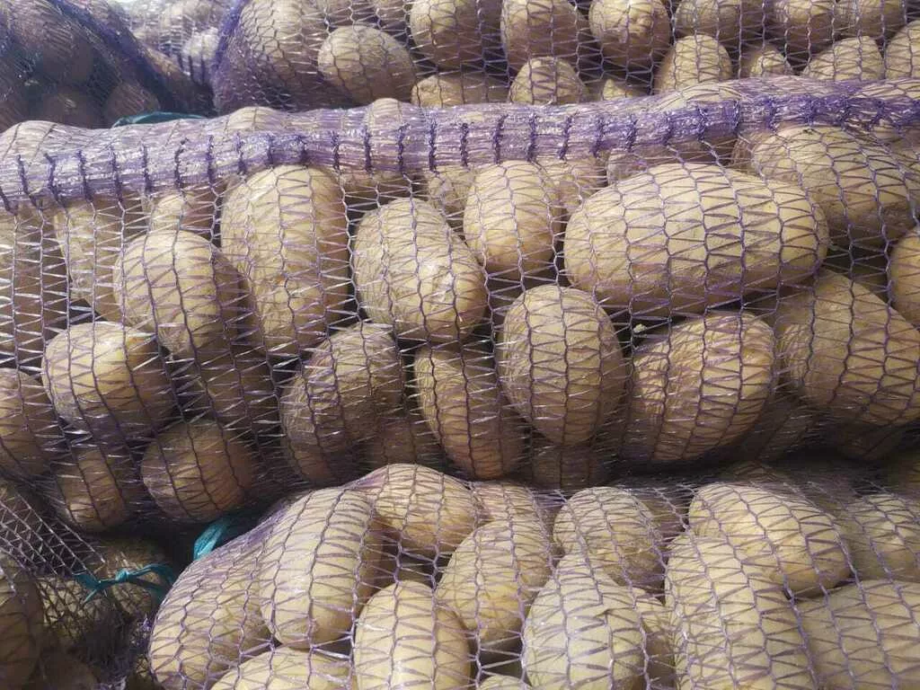 оптовая продажа крупного картофеля в Брянске и Брянской области 4