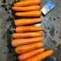 морковь свежая в Брянске и Брянской области