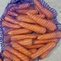 морковь свежая в Брянске и Брянской области 2