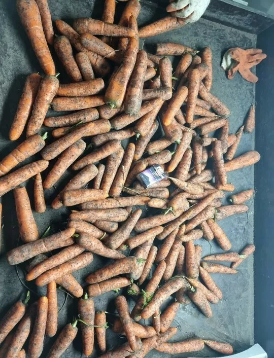 морковь свежая в Брянске и Брянской области 3