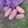 картофель оптом в Брянской области в Брянске 2