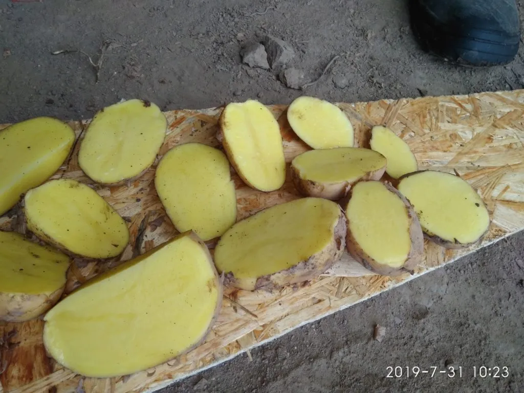 картофель чистый, оптом напрямую от КФХ в Брянске 3