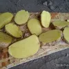 картофель чистый, оптом напрямую от КФХ в Брянске 2