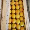 абрикосы из Узбекистана в Брянске