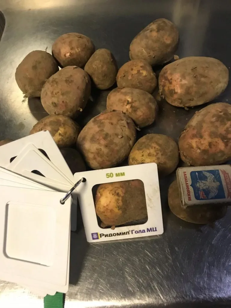 картофельот производителя, урожай 2019  в Брянске 2