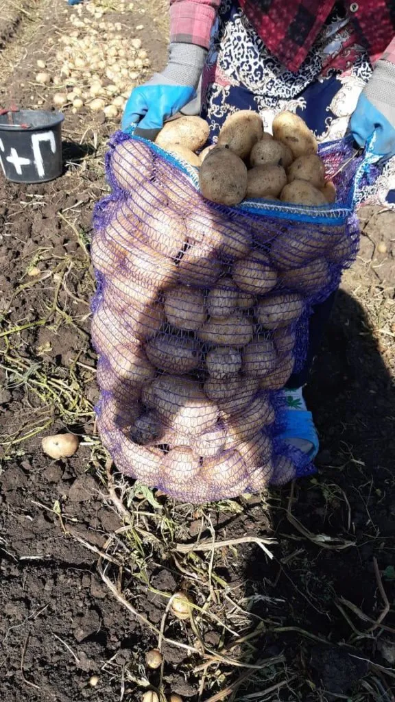 картофель оптом от производителя в Брянске