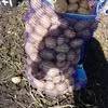 картофель оптом от производителя в Брянске