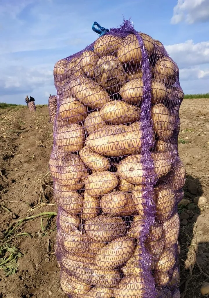 картофель урожая 2019 года оптом. в Брянске