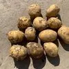 картофель оптом в Брянске