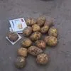 картофель оптом в Брянске 2