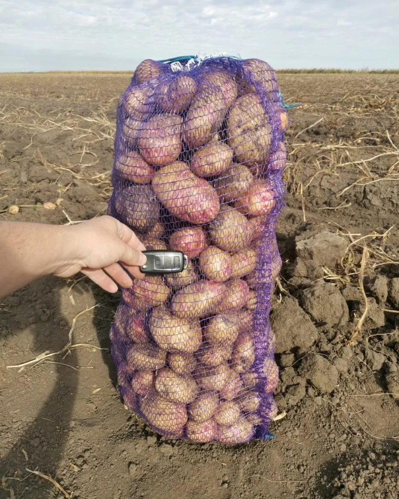 картофель качественный в Брянске