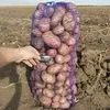 картофель качественный в Брянске
