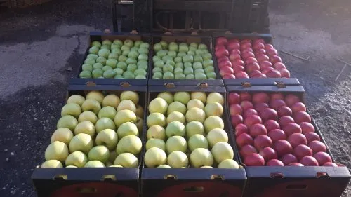 яблоки в Молдове, России. в Брянске