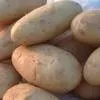 купим картофель. в Брянске 3